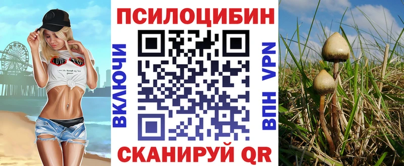 Купить где  Порхов  Псилоцибиновые грибы мицелий 